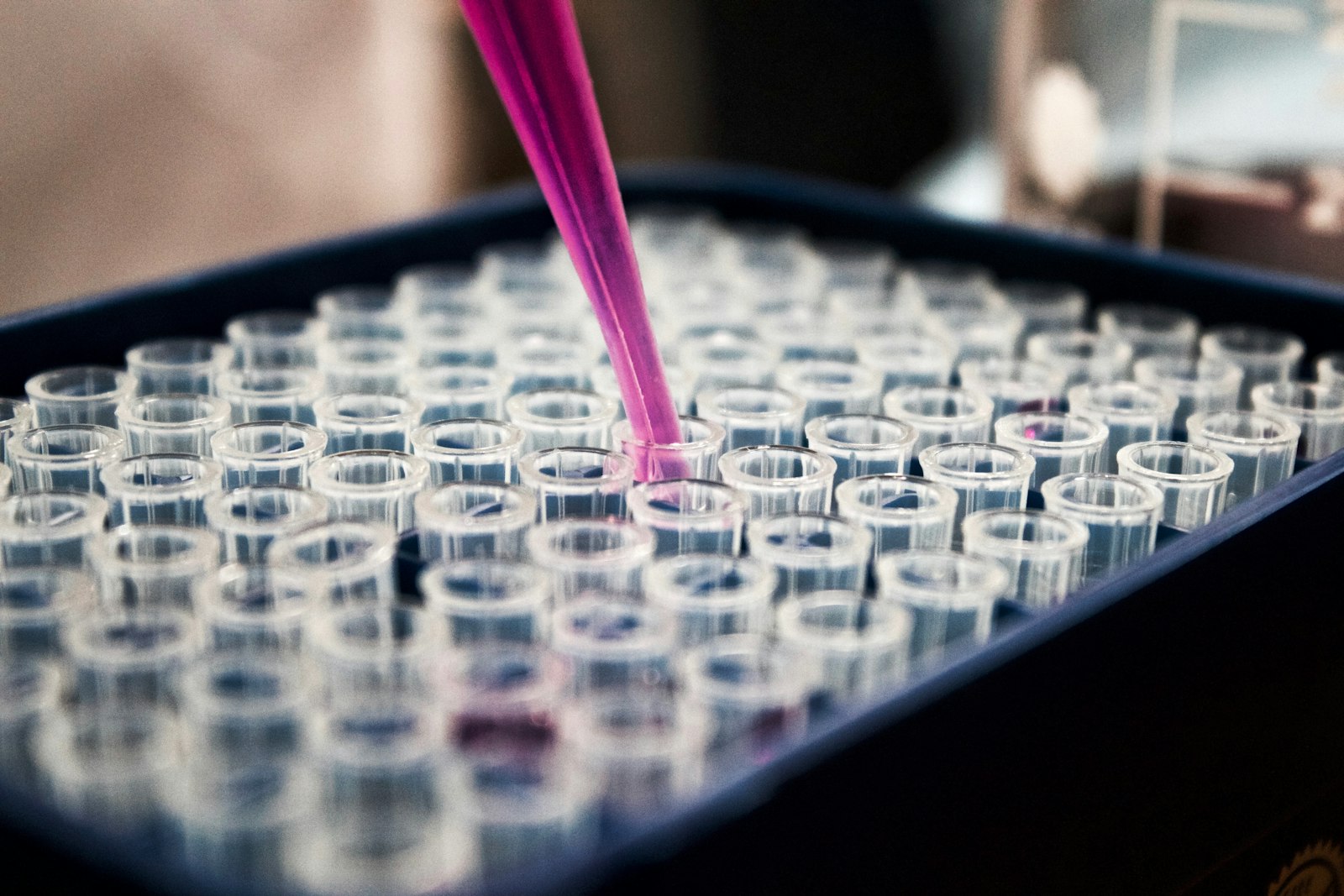 Pipette dispensing into a tray of microplate wells in a research lab